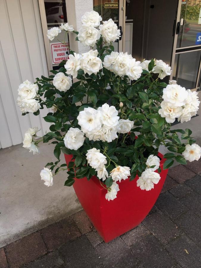 Rosetown Motel Te Awamutu Esterno foto